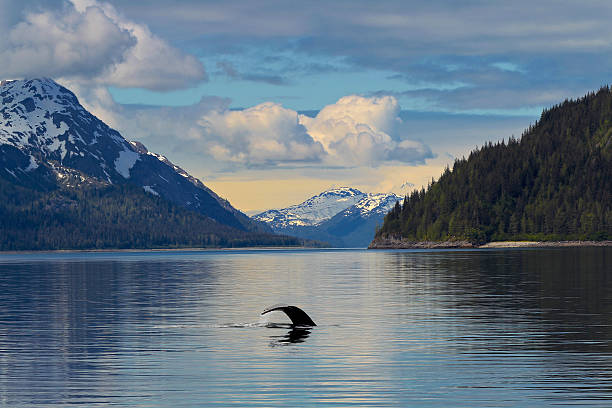 Whale Tail in calm waters Alaska