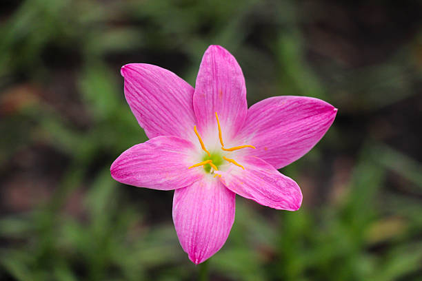 Zephyranthes rosea(pink rain lilly flower) Pink Rain Lilly Flower in Thailand zephyranthes rosea stock pictures, royalty-free photos & images