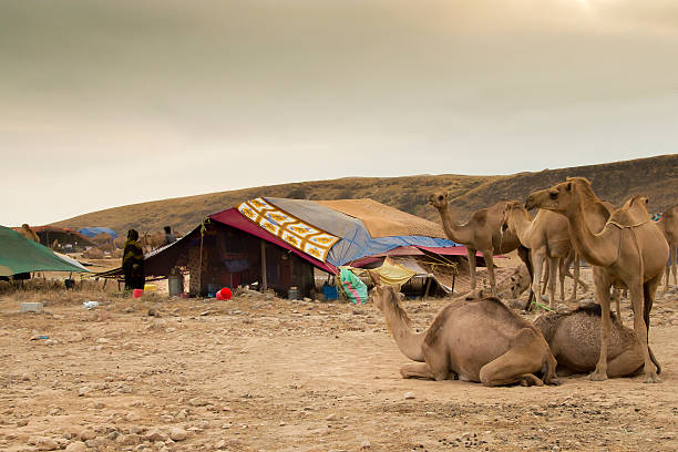 camels in the Desert