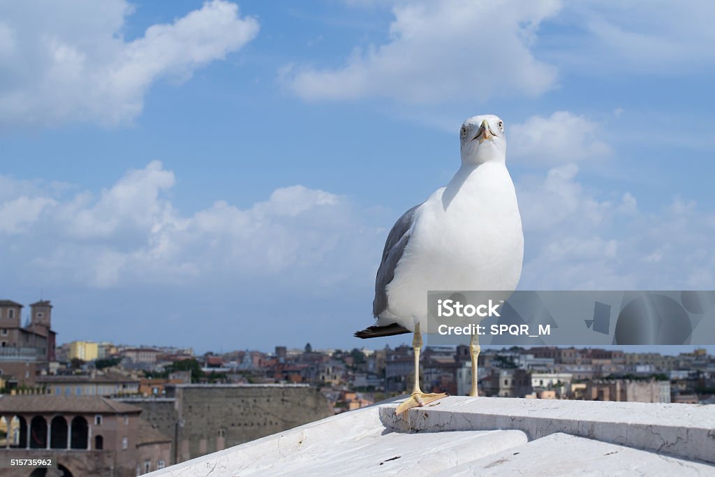 Inspirational image of european herring gull (Larus argentatus) Inspirational image of european herring gull (Larus argentatus) looking right ahead with european city in the background In Front Of Stock Photo
