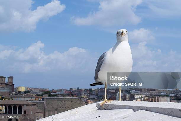 Inspirational Image Of European Herring Gull Stock Photo - Download Image Now