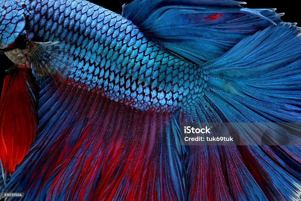 betta fish isolated on black background Siamese Fighting Fish Stock Photo