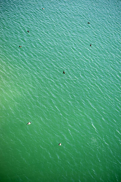 The plan view and bird's eye view of a group of waterfowls, coots and ducks at the edge of a lake.