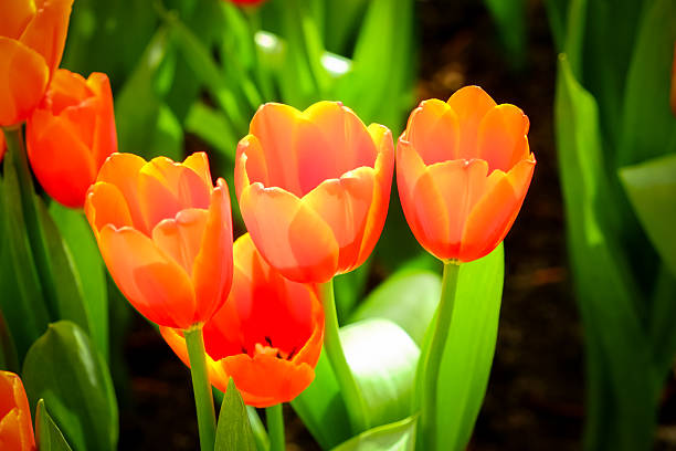istock Beautiful bouquet of tulips with filter effect retro vintage sty 515737266