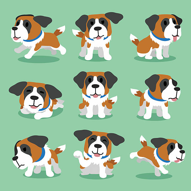 ilustraciones, imágenes clip art, dibujos animados e iconos de stock de personaje de historieta de san bernardo perro plantea - saint bernard