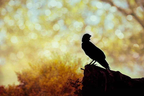 istock Silhouette of a crow on stone over blurred abstract background. 515738344