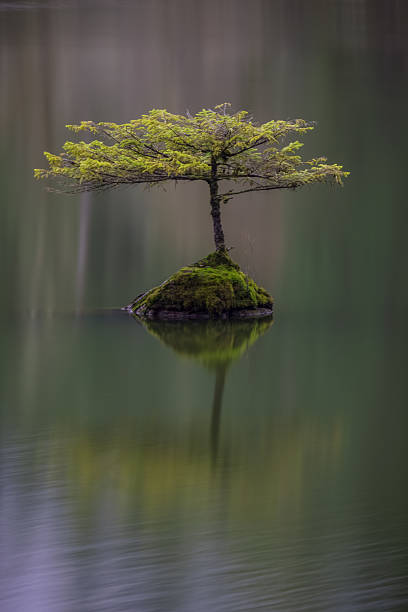 Lonely Tree Lonely Tree at Fairy Lake near Port Renfrew, BC, Vancouver Island, Canada. Calm and peaceful scene port renfrew stock pictures, royalty-free photos & images