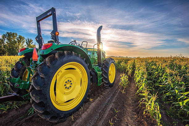 Cтоковое фото Трактор в кукурузное поле на восходе солнца