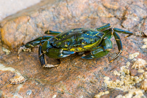close up of a green crab on rocks