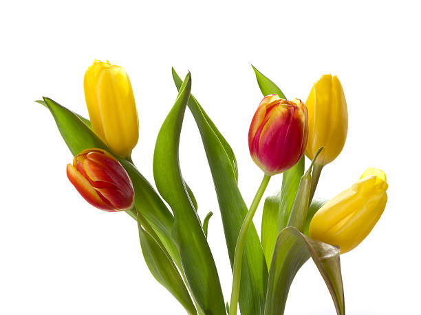 istock Bouquet of spring tulips 515741366