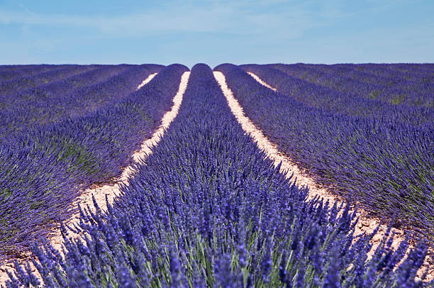 Lavender field in Provence, France Lavender field in Provence, Valensole in  France. drome stock pictures, royalty-free photos & images