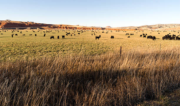 black-angus-rind weiden große ranch wyoming inländische tier - animal nose fotos stock-fotos und bilder