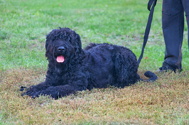 preto terrier russo - terrier imagens e fotografias de stock