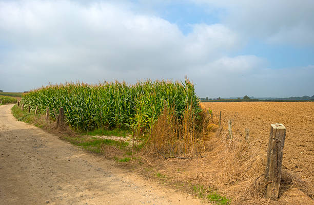 istock Dirt road through the countryside in summer 515742285