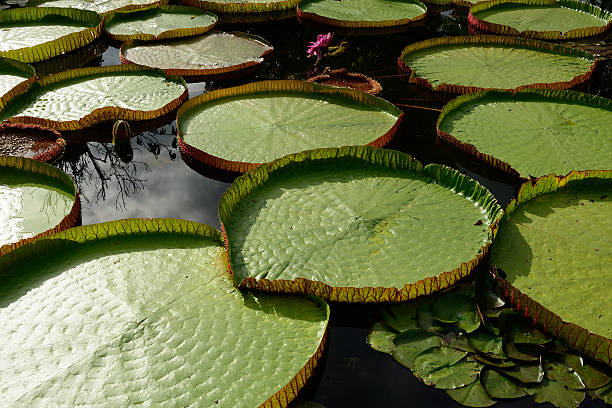 istock green leaf of lotus flower 515742317