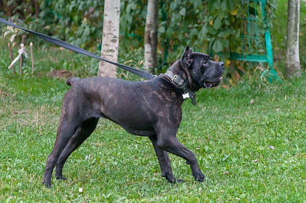 istock Cane corso Italian standing on the grass 515742599