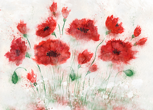  Watercolor hand drawn poppies.