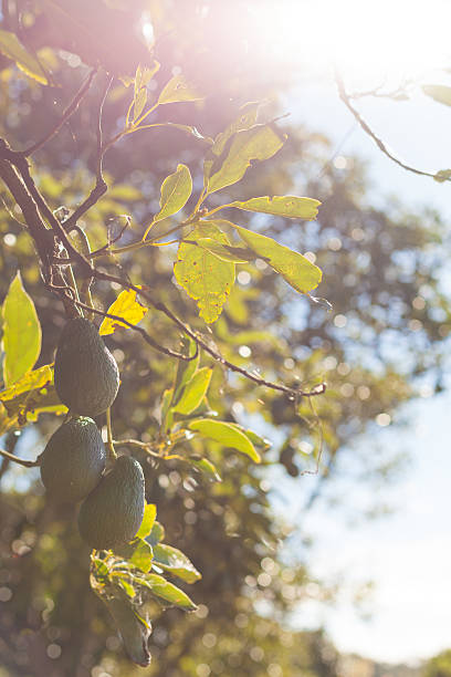 アボカドフルーツの葉に囲まれての枝 - persea ストックフォトと画像
