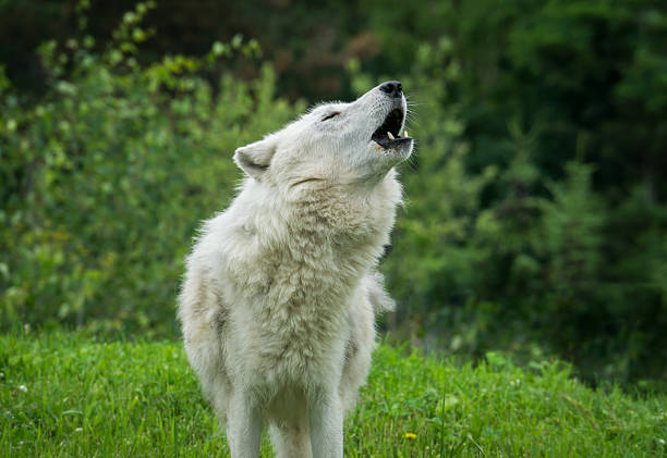 Arctic Wolf Howling in Springtime stock photo