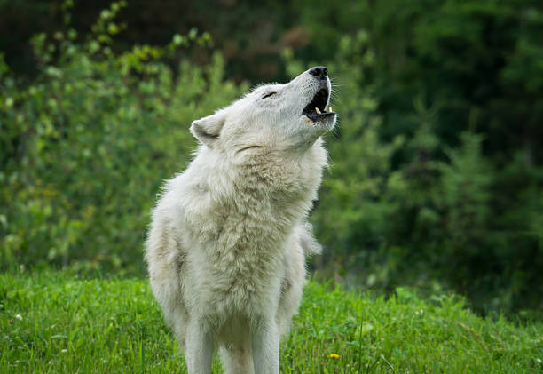 66 Greenland Wolf Stock Photos, Pictures & Royalty-Free Images - iStock 66 Greenland Wolf Stock Photos, Pictures & Royalty-Free Images - iStock
