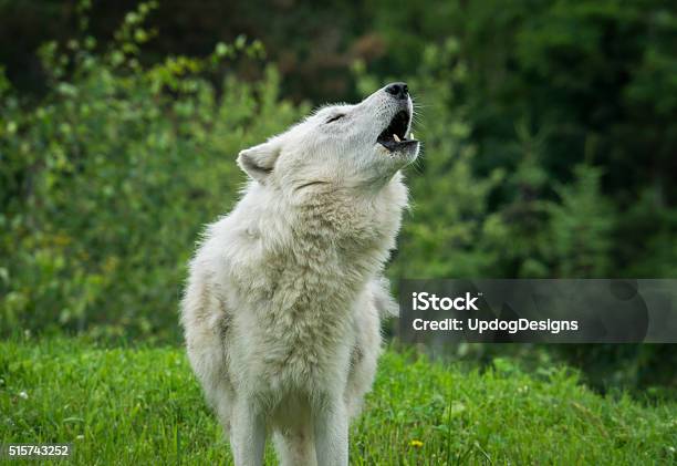 Arctic Wolf Howling In Springtime Stock Photo - Download Image Now - Howling, Wolf, Dog