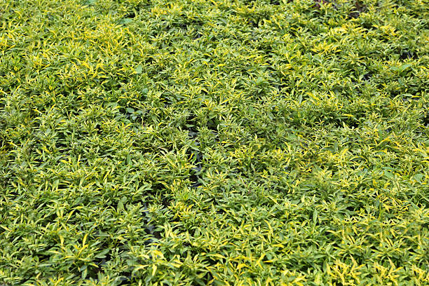 istock Alternanthera Ficoidea - Kidney Grass 515744534