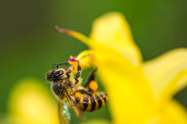 istock little bee on yellow flower 515744906