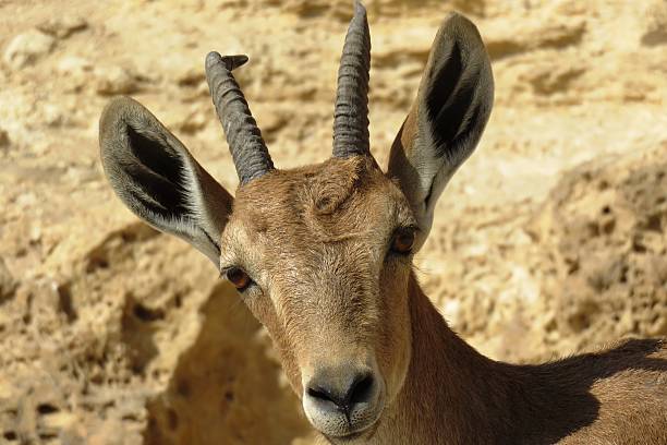 istock Mouflon standing on top of a rock. 515745043