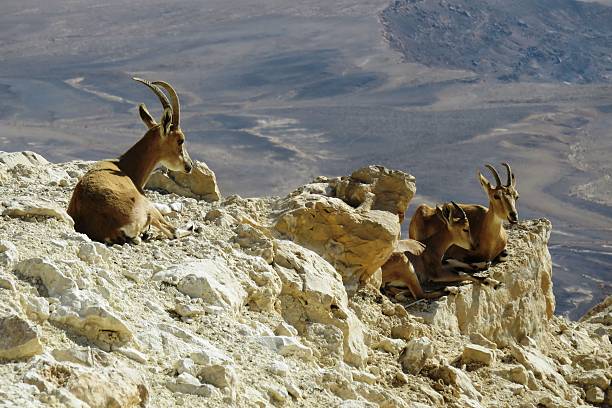 istock Herd of goats 515745047