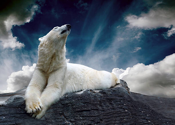 istock White Polar Bear Hunter on the Ice in water drops. 515745265