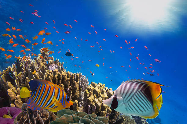 istock Coral Reef and Tropical Fish in Sunlight 515745642