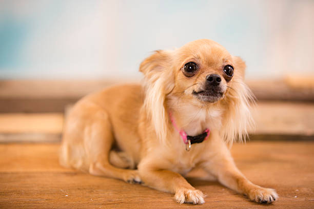 istock Bashful Chihuahua.  Cute little dog with ears back. 515745653