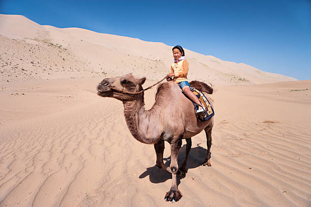 монгольский девушка езда на верблюде, пустыня гоби - bactrian camel camel independent mongolia gobi desert стоковые фото и изображения