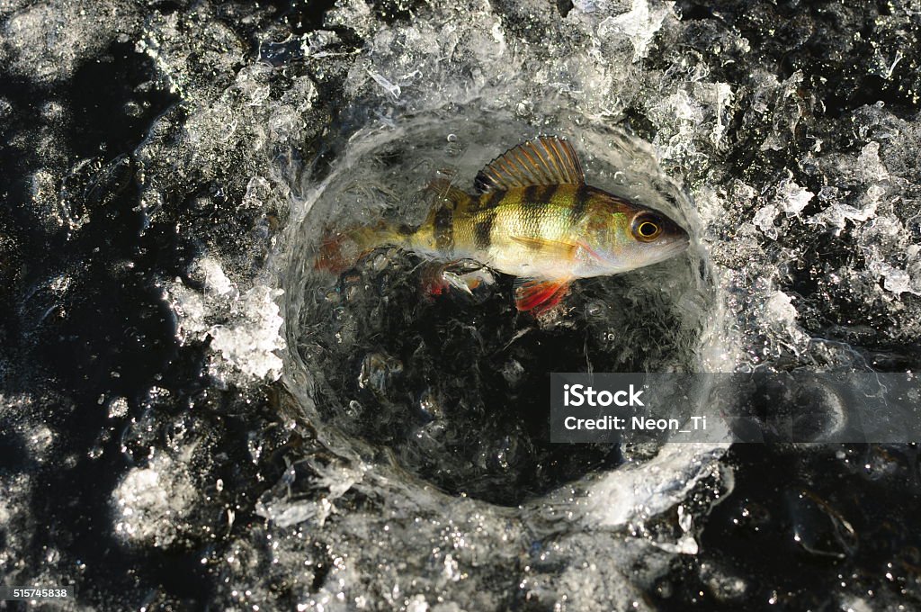 Winter perch fishing Winter perch ice-fishing Fish Stock Photo