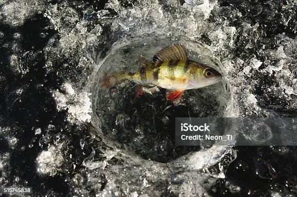 Winter Perch Fishing Stock Photo - Download Image Now - Fish, Fishing, Horizontal
