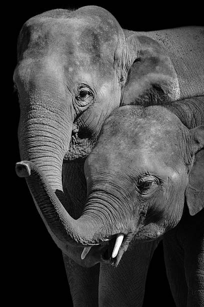 istock Family bond between a mother and baby elephant 515745878