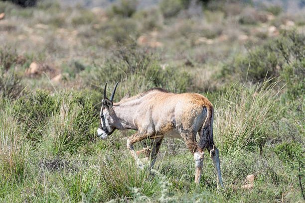 istock Oryx calf in the Mountain Zebra National Park 515746032