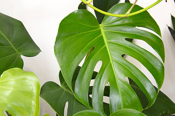 istock Monstera deliciosa, split leaf Philadendron houseplant 515746371