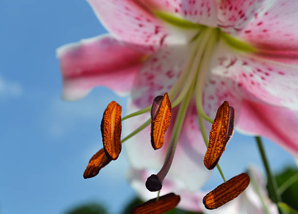 istock Beautiful pink lily flower close-up 515746709
