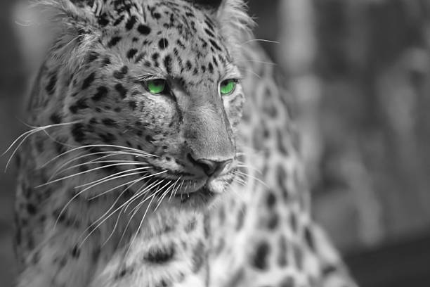 istock Eye of the Jaguar 515746881