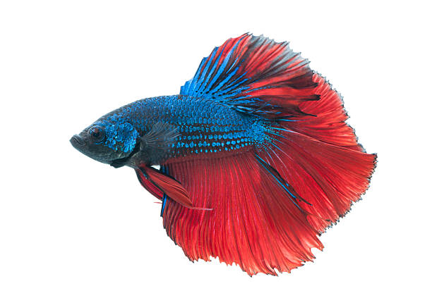 istock beautiful betta splendens isolated on white background 515747067