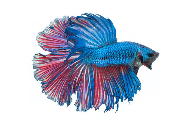 istock beautiful betta splendens isolated on white background 515747083