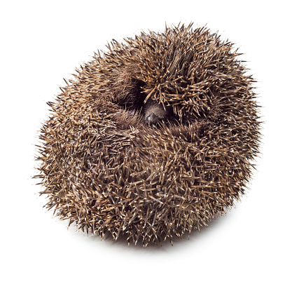 Hedgehog balled up isolated on white background.