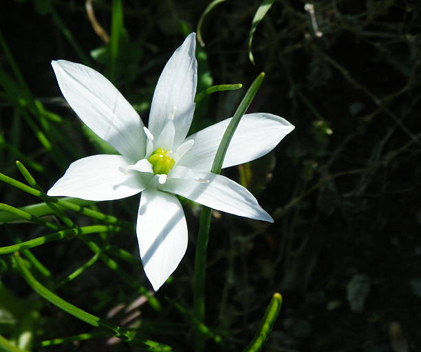 istock Clusiana, white flower with yellow heart 515747841