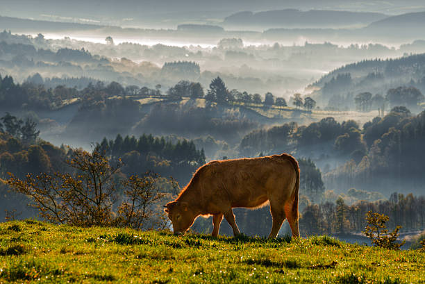 veal rubia galega grazing veal rubia galega grazing in a meadow in AbadÃ­n, Lugo, Galicia galicia stock pictures, royalty-free photos & images