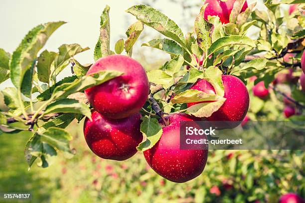 Red Äpfel Stockfoto und mehr Bilder von Agrarbetrieb - Agrarbetrieb, Apfel, Apfelbaum