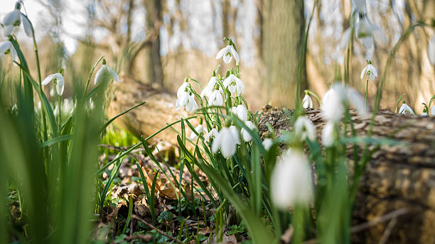 Bunch of Snowflake or Snowdrop flower in bloom. Detailed picture with a bunch of Snowflake or Snowdrop flower in bloom. One of the first spring flowers which is blooming in February and March. Beautiful white blossom and green leavesat Texel, Holland snowdrops in woodland stock pictures, royalty-free photos & images
