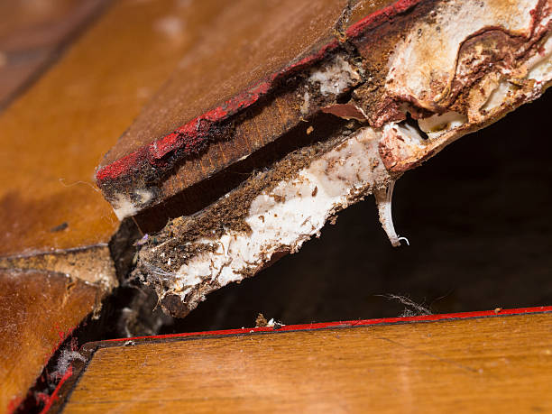 istock Moist, swollen and receding parquet after water leakage 515749050