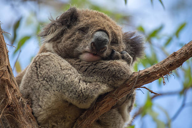 istock Close up of Koala sleeping in eucalyptus tree in Australia 515749806