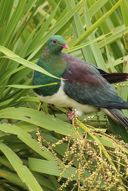 istock Wood pigeon resting on a branch of berries 515750168
